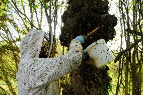 Bee Keeper Sweeping A Bee Swarm - France