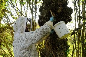 Bee Keeper Sweeping A Bee Swarm - France