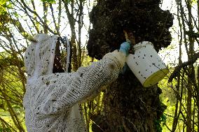 Bee Keeper Sweeping A Bee Swarm - France