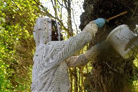 Bee Keeper Sweeping A Bee Swarm - France