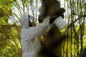 Bee Keeper Sweeping A Bee Swarm - France