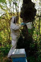 Bee Keeper Sweeping A Bee Swarm - France