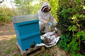 Bee Keeper Sweeping A Bee Swarm - France