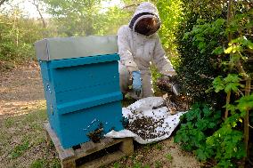 Bee Keeper Sweeping A Bee Swarm - France