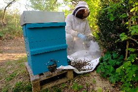 Bee Keeper Sweeping A Bee Swarm - France