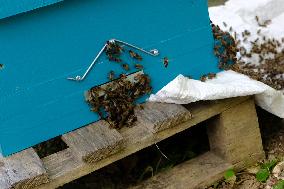 Bee Keeper Sweeping A Bee Swarm - France