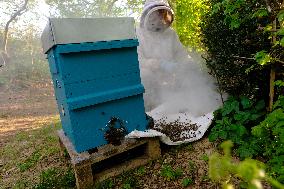 Bee Keeper Sweeping A Bee Swarm - France