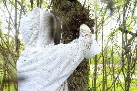 Bee Keeper Sweeping A Bee Swarm - France