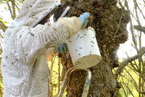 Bee Keeper Sweeping A Bee Swarm - France