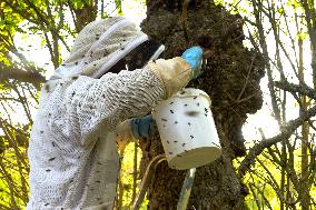 Bee Keeper Sweeping A Bee Swarm - France