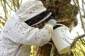 Bee Keeper Sweeping A Bee Swarm - France