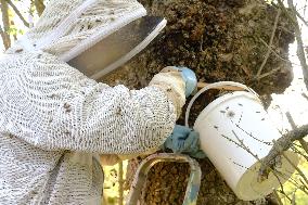 Bee Keeper Sweeping A Bee Swarm - France