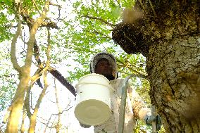 Bee Keeper Sweeping A Bee Swarm - France