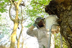 Bee Keeper Sweeping A Bee Swarm - France