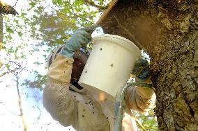 Bee Keeper Sweeping A Bee Swarm - France