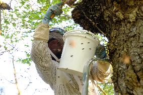 Bee Keeper Sweeping A Bee Swarm - France