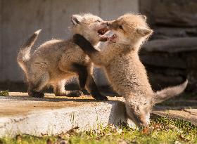 Baby Red Foxes Enjoy The Spring Morning - Ontario