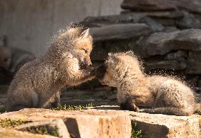 Baby Red Foxes Enjoy The Spring Morning - Ontario