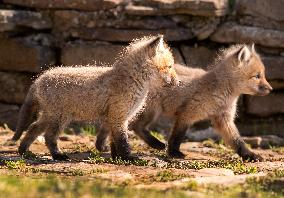 Baby Red Foxes Enjoy The Spring Morning - Ontario