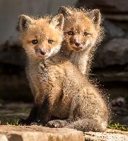 Baby Red Foxes Enjoy The Spring Morning - Ontario