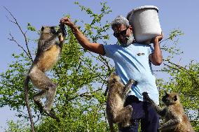 A Hindu Priest Feeds Langur Monkeys During Lockdown - India