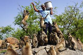 A Hindu Priest Feeds Langur Monkeys During Lockdown - India