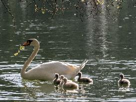 A Couple Of Swans With Their Babies - Paris