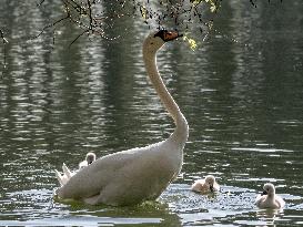 A Couple Of Swans With Their Babies - Paris