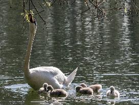 A Couple Of Swans With Their Babies - Paris