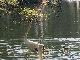 A Couple Of Swans With Their Babies - Paris