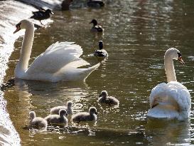 A Couple Of Swans With Their Babies - Paris