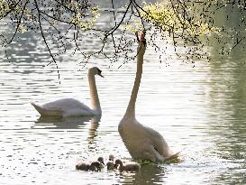 A Couple Of Swans With Their Babies - Paris