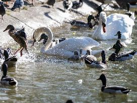 A Couple Of Swans With Their Babies - Paris