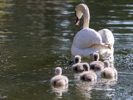 A Couple Of Swans With Their Babies - Paris