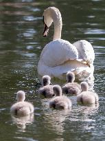 A Couple Of Swans With Their Babies - Paris