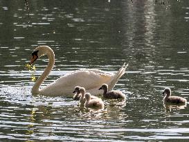 A Couple Of Swans With Their Babies - Paris