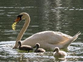 A Couple Of Swans With Their Babies - Paris