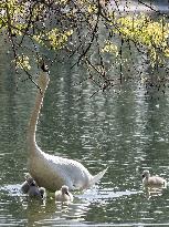 A Couple Of Swans With Their Babies - Paris