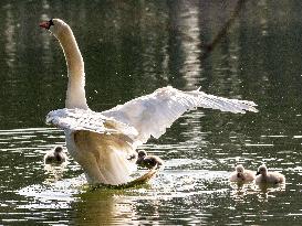 A Couple Of Swans With Their Babies - Paris