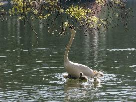 A Couple Of Swans With Their Babies - Paris