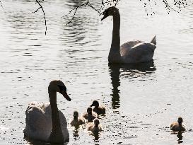 A Couple Of Swans With Their Babies - Paris