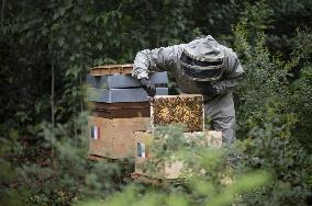 Exclusive - Bees At The Elysee Palace - Paris