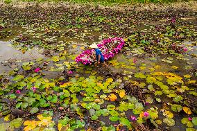 Harvesting Waterlilies - Quang Ngai