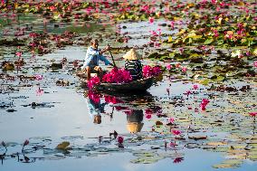 Harvesting Waterlilies - Quang Ngai