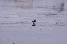 Rain Due To Impact Of Cyclone Tauktae - Rajasthan