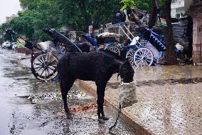 Rain Due To Impact Of Cyclone Tauktae - Rajasthan