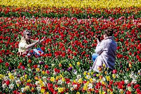 Keukenhof Welcomes Visitors For Tulip Season - Netherlands