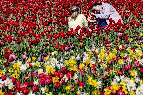 Keukenhof Welcomes Visitors For Tulip Season - Netherlands