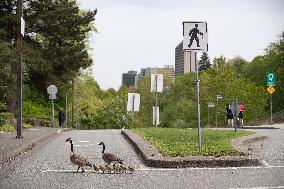 Canada Geese Wandering - Vancouver