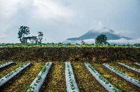 Sinabung Volcano Eruption History - Indonesia